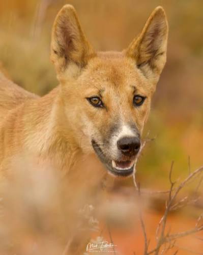 Foto de Dingo